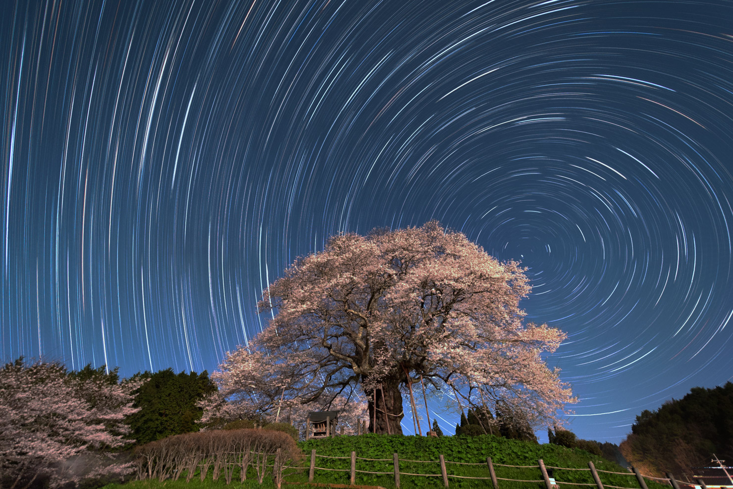 入賞　p.photo.skさんの作品「満ちる！醍醐桜の夜」